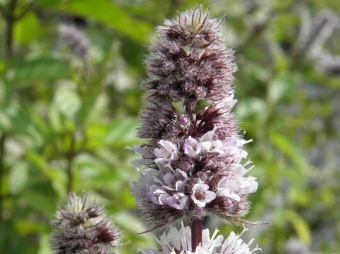 Mentha piperita 'Swiss' (Zwitserse munt)