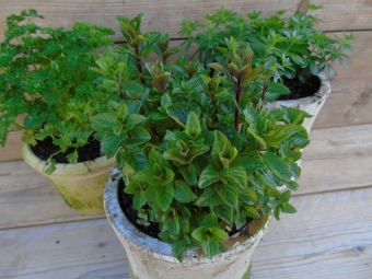 Mentha spicata 'Spearmint'  (Groene munt)