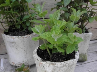 Mentha suav. 'Ananas' (ananasmunt)