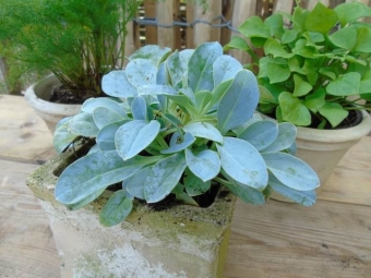 Mertensia maritima (oesterblad)