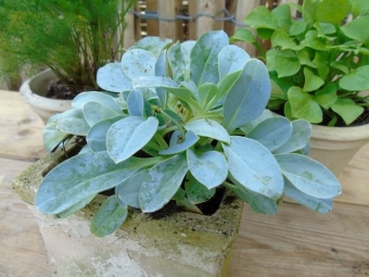 Mertensia maritima (oesterblad)