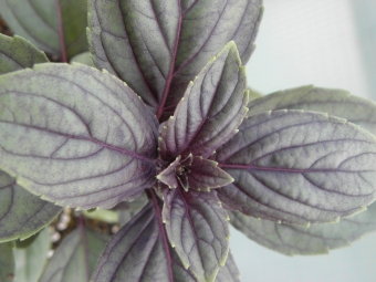 Ocimum 'Magic Blue' (roodbladige basilicum)