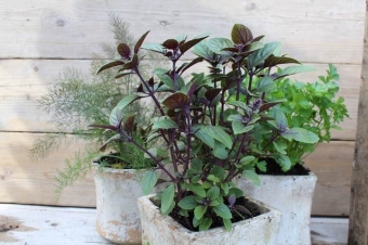 Ocimum 'Magic Blue' (roodbladige basilicum)