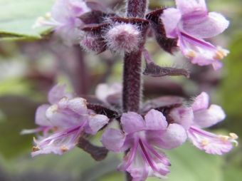 Ocimum 'Magic Blue' (roodbladige basilicum)