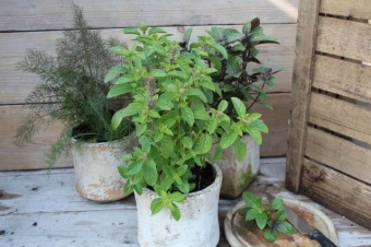 Ocimum 'Magic White' (groenbladige basilicum)