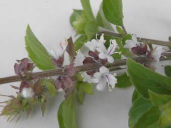 Ocimum 'Magic White' (groenbladige basilicum)