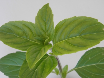 Ocimum 'Magic White' (groenbladige basilicum)