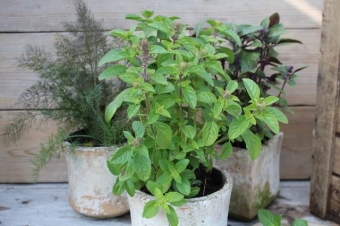 Ocimum 'Magic White' (groenbladige basilicum)