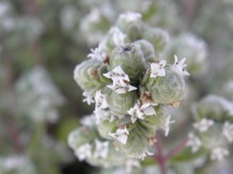 Origanum majorana____ (echte majoraan)