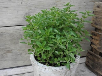 Origanum vul. 'Compactum' (compacte oregano)