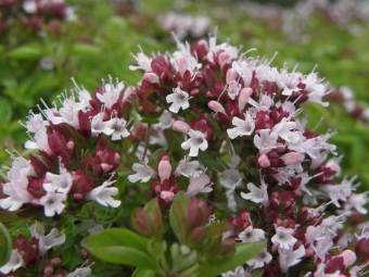 Origanum vul. 'Compactum' (compacte oregano)