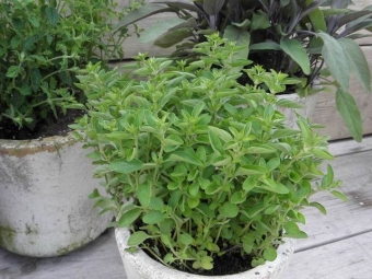 Origanum vul. 'Compactum' (compacte oregano)