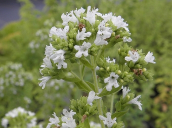 Origanum vulgare hirtum (Griekse oregano)