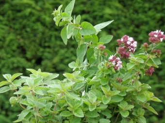 Origanum vulgare____ (wilde marjolein)