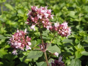 Origanum vulgare____ (wilde marjolein)