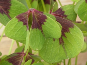 Oxalis tetraphylla (klaverzuring)