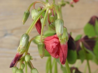 Oxalis tetraphylla (klaverzuring)