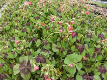 Oxalis tetraphylla (klaverzuring)