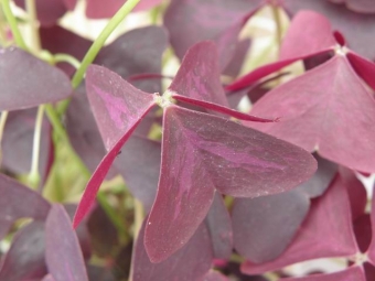 Oxalis triangularis_____ (rode klaverzuring)