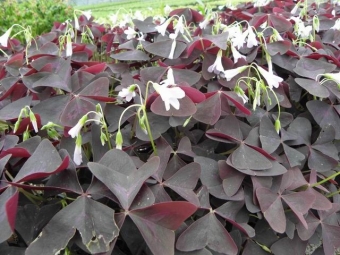 Oxalis triangularis_____ (rode klaverzuring)