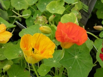 Tropaeolum majus____ (Oost-Indische kers)