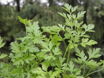 Petroselium crisp 'Gigant d'Italia' (platte peterselie)