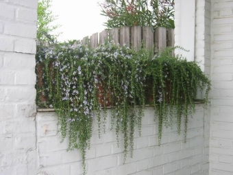 Rosmarinus officinalis 'Capri' (kruip rozemarijn)