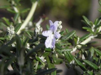 Rosmarinus officinalis 'Capri' (kruip rozemarijn)