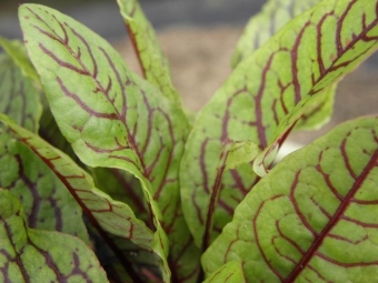 Rumex sanguineus (bloedzuring)