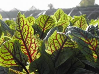 Rumex sanguineus (bloedzuring)