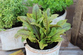 Rumex sanguineus (bloedzuring)