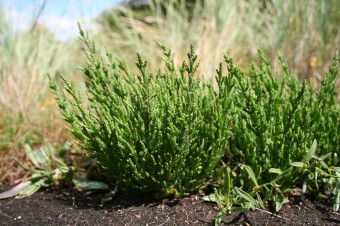 Salicornia europaea0 0
