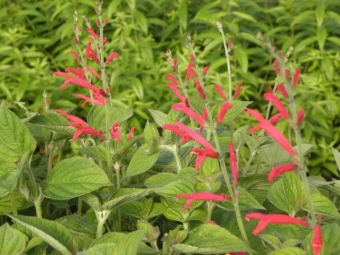 Salvia elegans (honingmeloensalie)