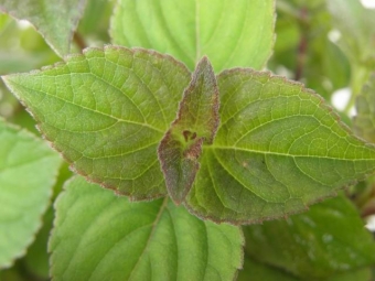 Salvia elegans (honingmeloensalie)