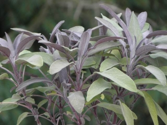 Salvia off. 'Purpurascens' (roodbladige salie)