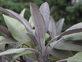 Salvia off. 'Purpurascens' (roodbladige salie)