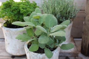 Salvia off 'Berggarten' (grootbladige salie)
