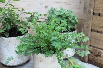 Sanguisorba minor____ (kleine pimpernel)