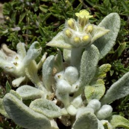 Sideritis syriaca