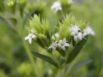 Stevia rebaudiana (honingblad)