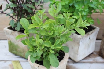 Stevia rebaudiana (honingblad)