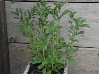 Stevia rebaudiana (honingblad)