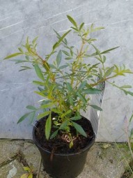 Tagetes lemmonii