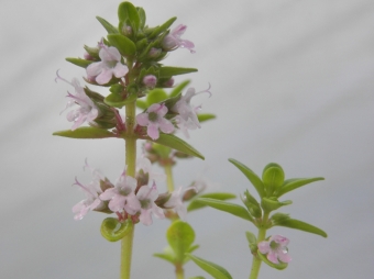 Thymus citriodorus 'Aureus' (geelbladige citroentijm)