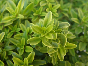 Thymus citriodorus 'Aureus' (geelbladige citroentijm)