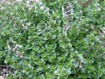 Thymus citr. 'Lemon Green' (groenbladige citroentijm)