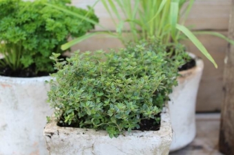 Thymus citr. 'Lemon Green' (groenbladige citroentijm)