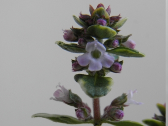 Thymus citr. 'Lemon Var.' (bontbladige citroentijm)