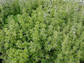 Thymus citr. 'Lemon Var.' (bontbladige citroentijm)