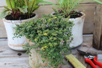 Thymus 'Doone Valley' (bontbladige kruiptijm)